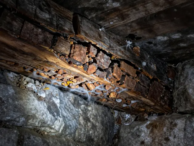 Hausschwamm effektiv bekämpfen: Leitfaden zur Sanierung von Holzschäden